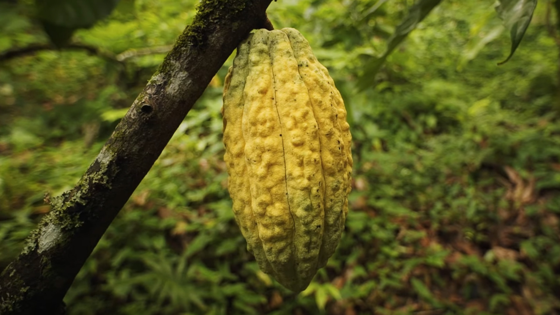 A pointy cacao pod