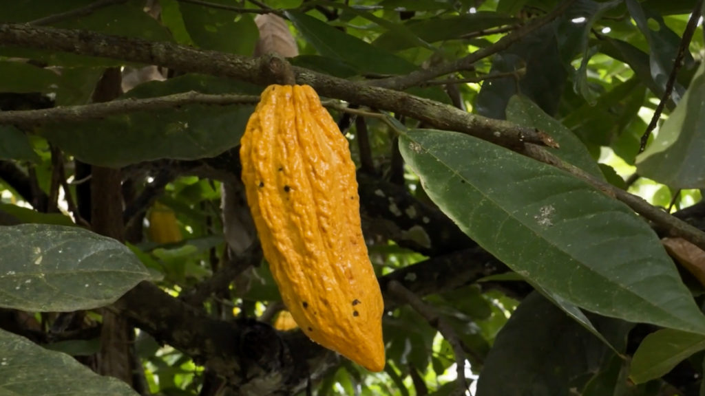 Pointy cacao pod