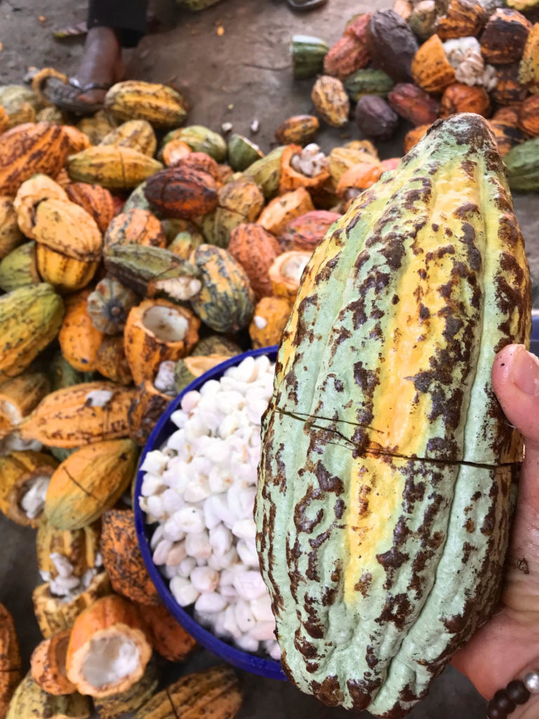 Ora Cacao Thrivin Tanzania, cacao pod