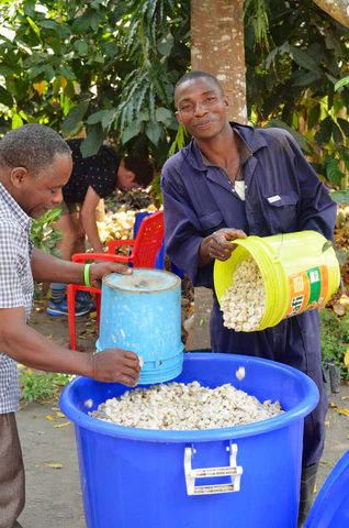 Ora Cacao Thriving Tanzania pourring freshly harvested beans