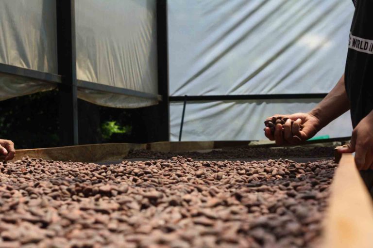 Vai Cacao Atehuan Drying table