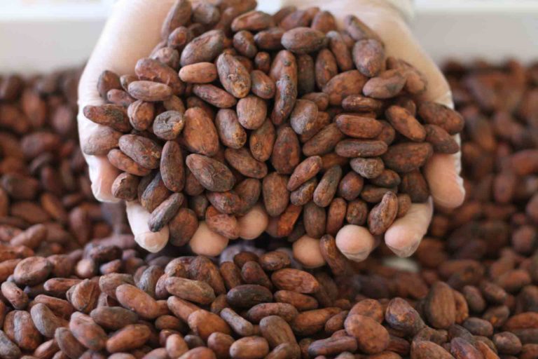 Vai Cacao Cuyancua Dried beans