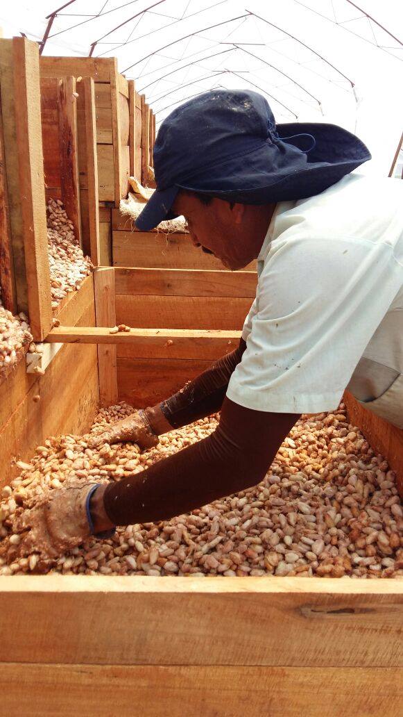 Vai Cacao Nahua Fermenting beans