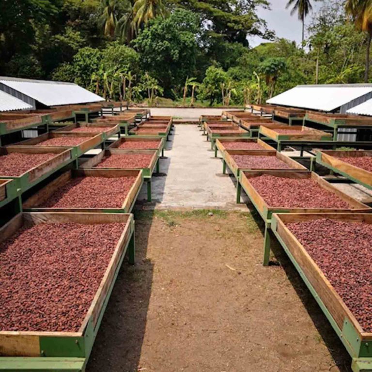 Vai Cacao Lenca La Carrera drying tables