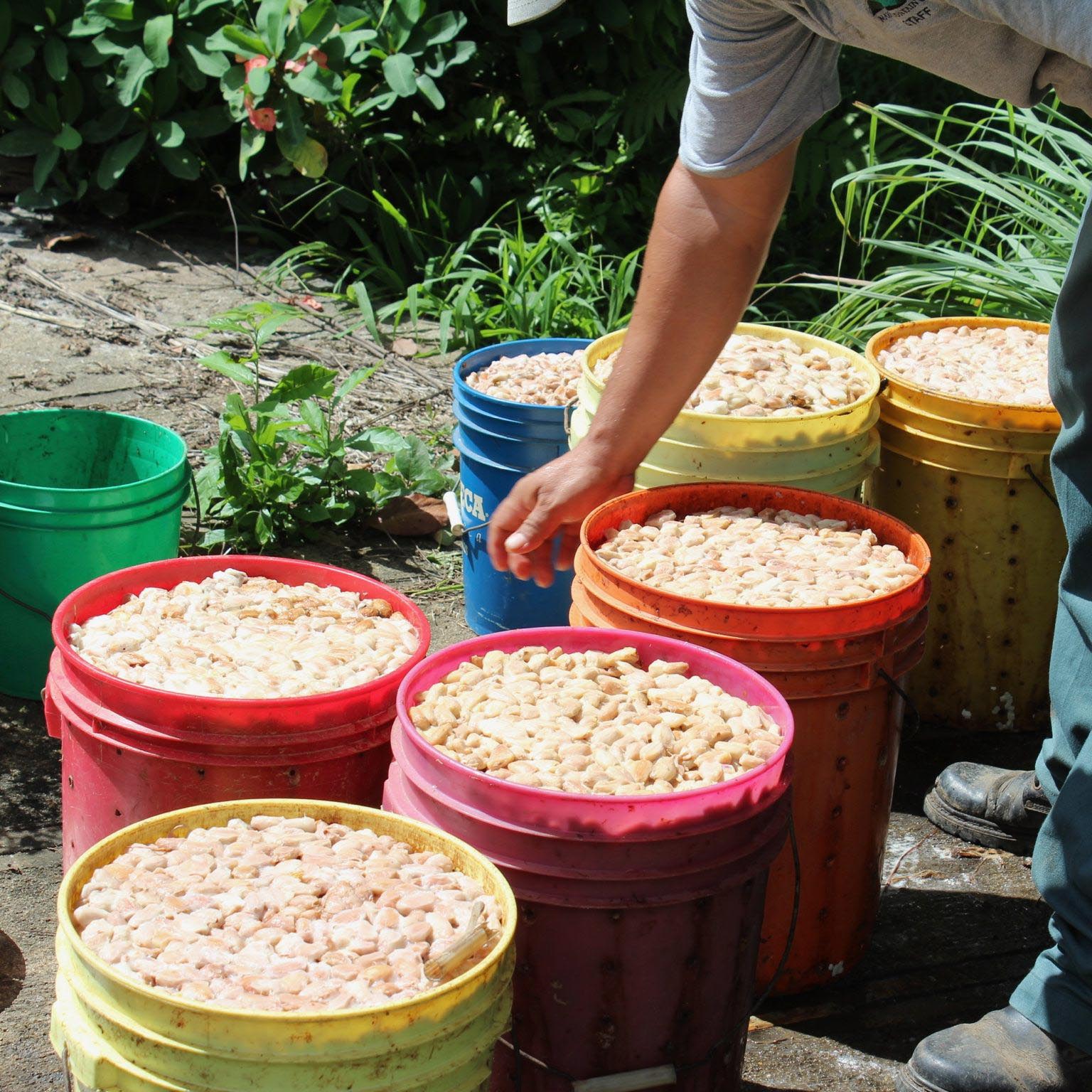 Collecting wet beans