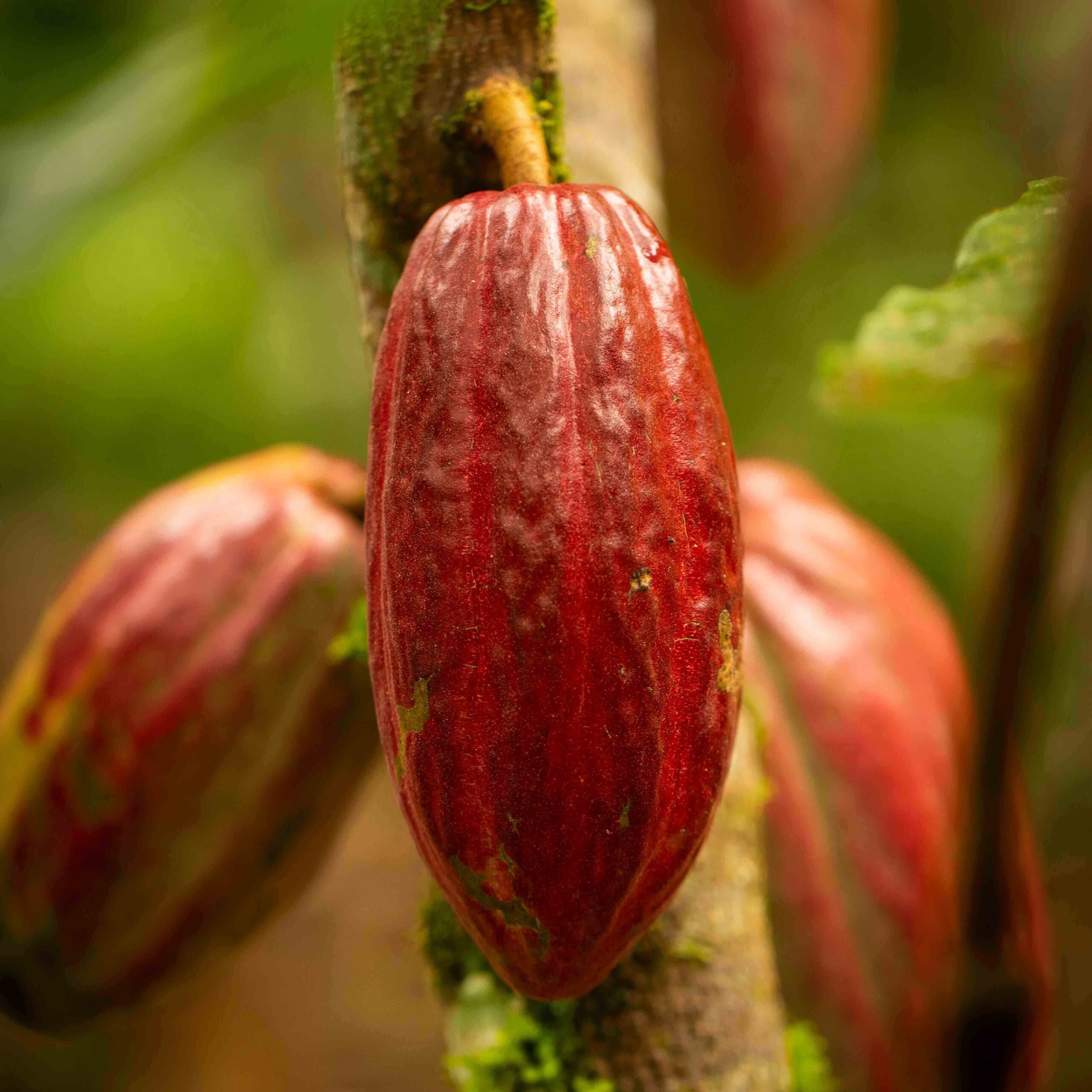 Ripe cacao pod