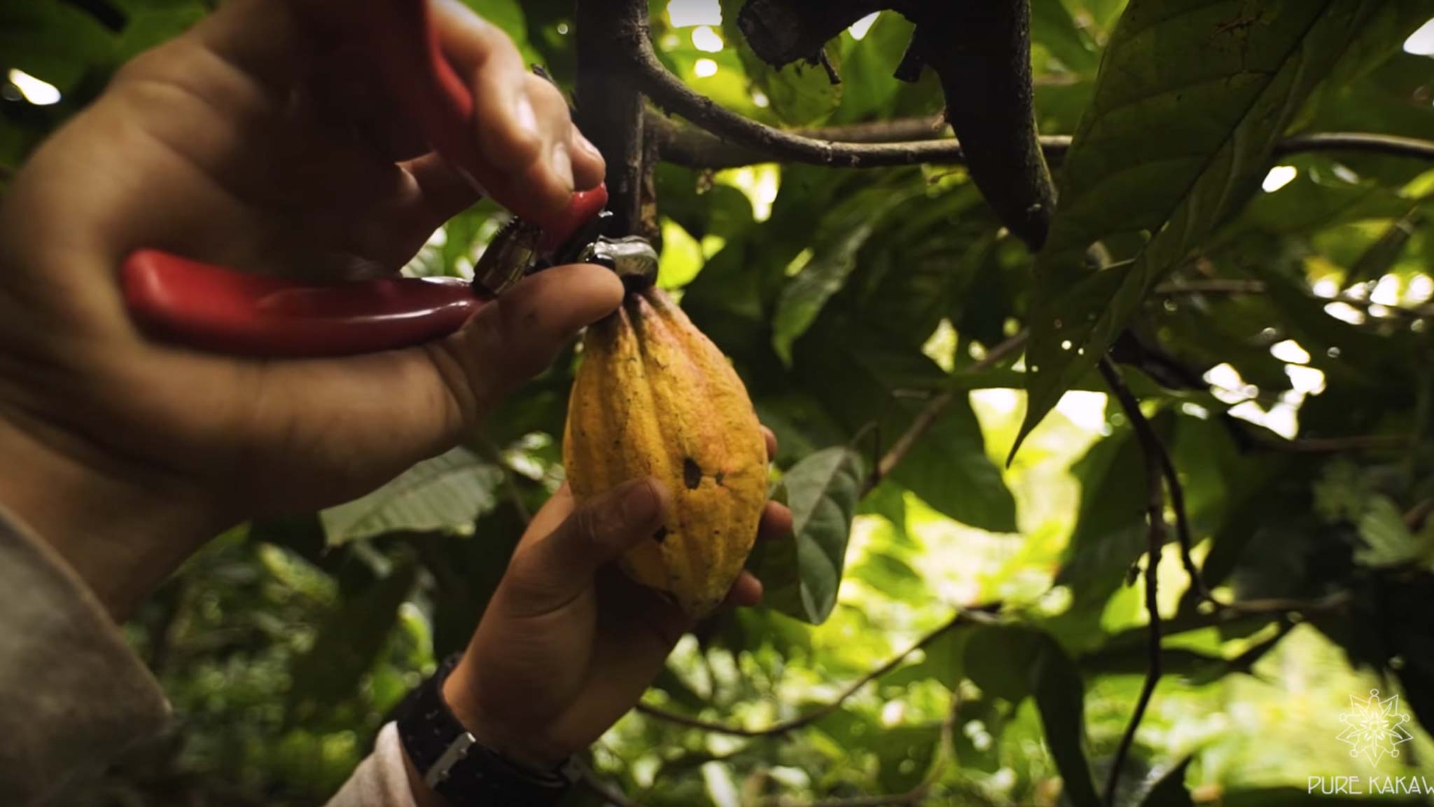 Harvesting pods