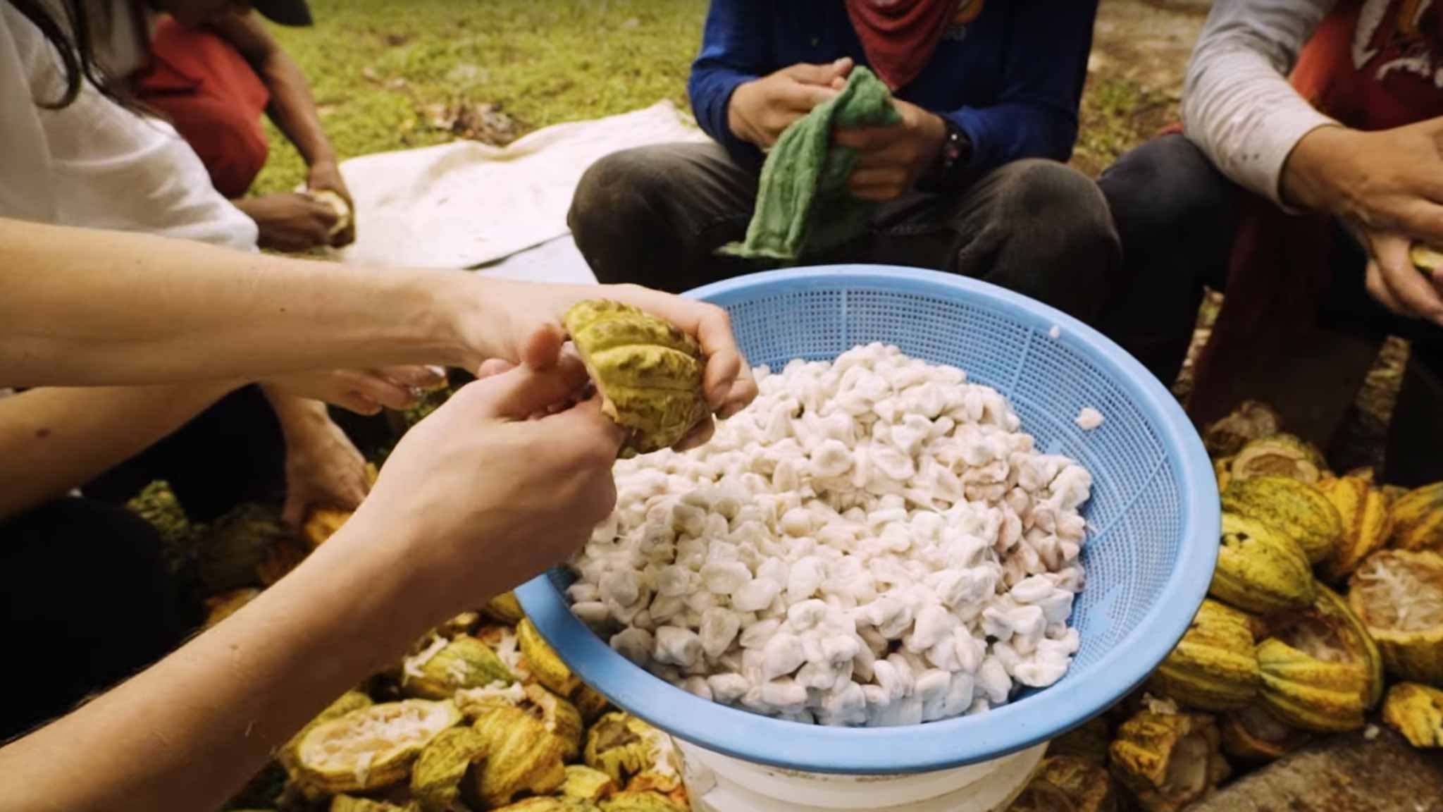 Extracting beans