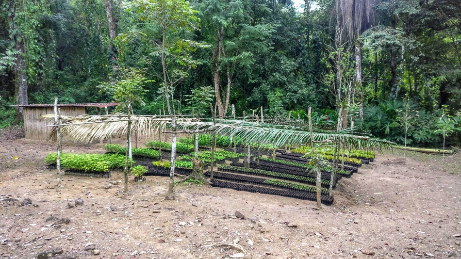 Cacao Nursery