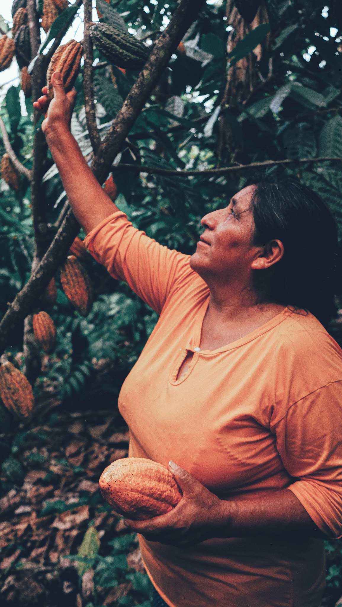 Cacao chuncho abundance