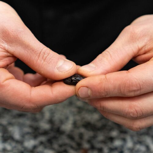 01 Torréfaction 10-58