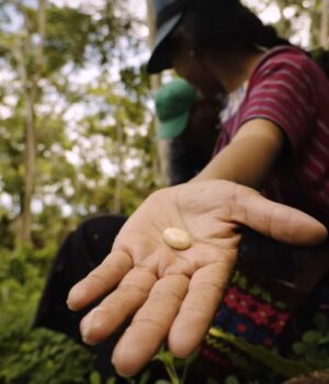 Carousel Alta Verapaz-3 Fresh bean