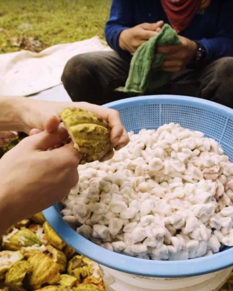 Extracting beans