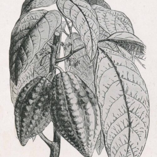 Illustration Cacao
