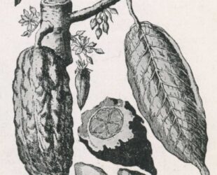 Illustration Cacao